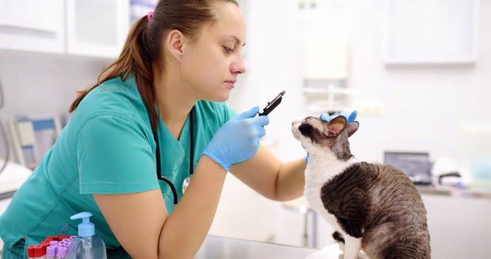 Veterinary doctor checks eyesight of a cat