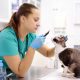 Veterinary doctor checks eyesight of a cat