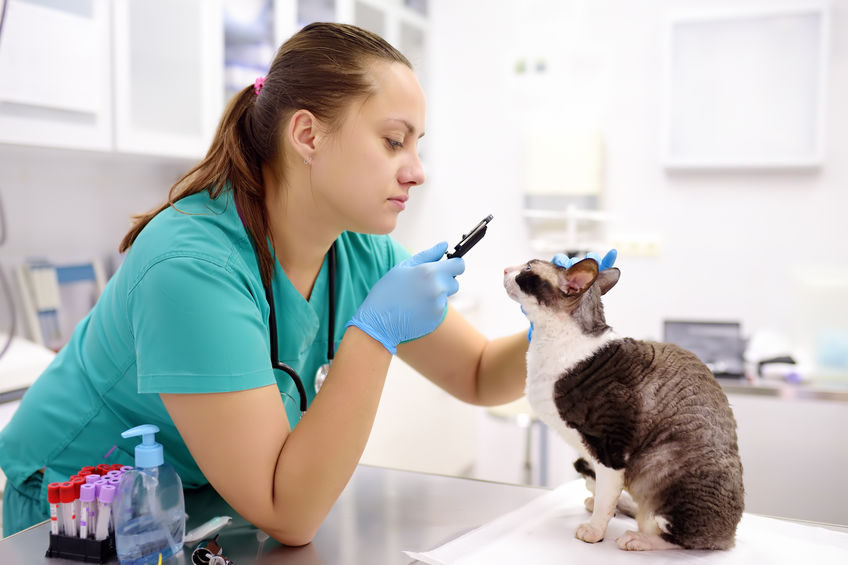 Veterinary doctor checks eyesight of a cat