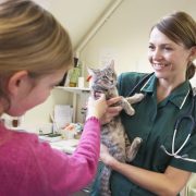 cat examination by vet