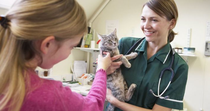 cat examination by vet