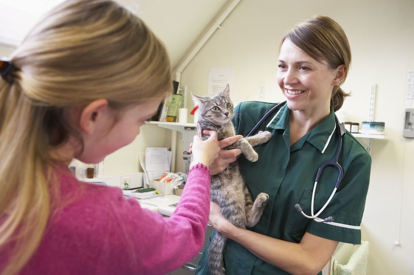cat examination by vet cat examination by vet