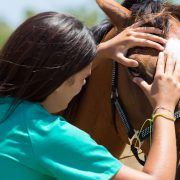 Vet examine horse eye