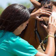 Vet examine horse eye