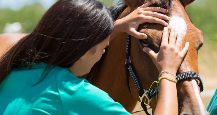 Vet examine horse eye