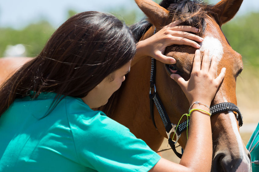 Vet examine horse eye Vet examine horse eye