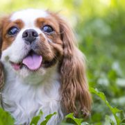 Cavalier Charles Spaniel dog