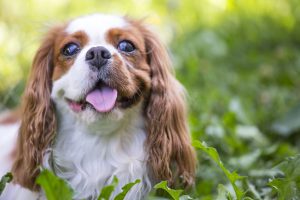 Beautiful cavalier king charles spaniel in the grass background Cavalier Charles Spaniel dog