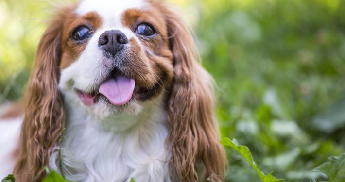 Cavalier Charles Spaniel dog