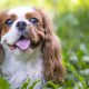 Cavalier Charles Spaniel dog