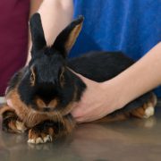 Vet examine rabbit in clinic