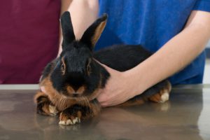 Vet_examine_rabbit Vet examine rabbit in clinic