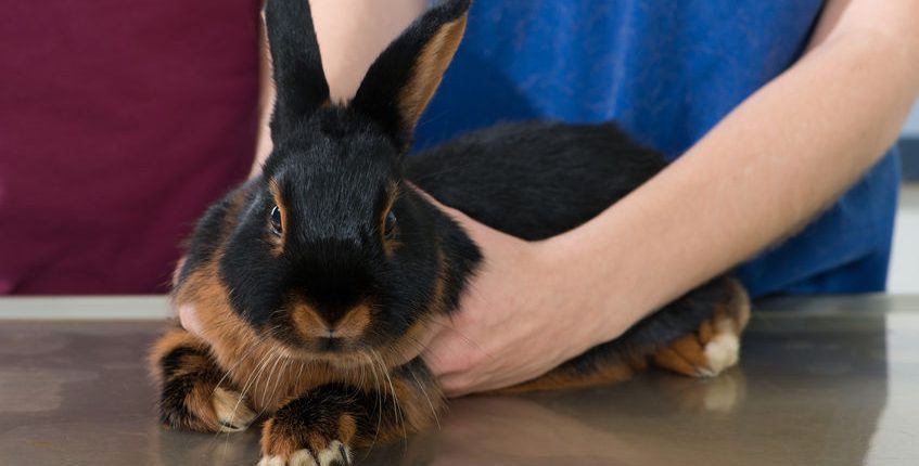 Vet examine rabbit in clinic
