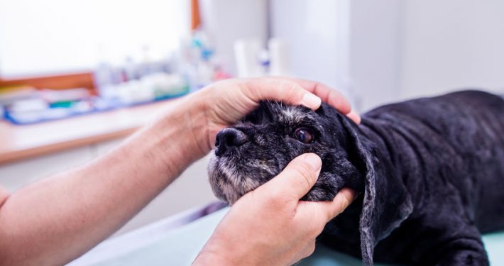 Vet examine dog eye