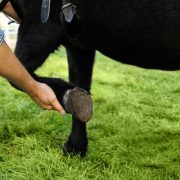 Vet examine horse hoof