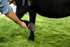 Senior man examining black pony's hoof outdoors, closeup Vet examine horse hoof