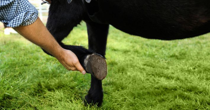 Vet examine horse hoof