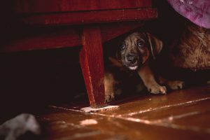 Small Puppy Hiding Under Wardrobe