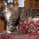 cat on the stairs