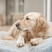 A Golden Retriever lying on a bed