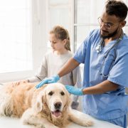 Vet examining a dog in a clinic