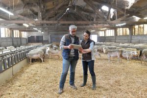 Sheep farmer with vet in shed using digital tablet