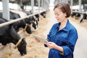 Farm worker in cattle shed using touchpad