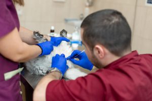 A male vet makes the procedure for a cat - a catheterisation of the bladder.