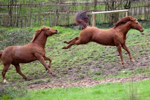 Horse kick out