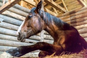 Horse laying in a wooden stable