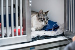 Cat in cage of vet clinic