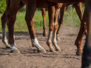 horses' legs