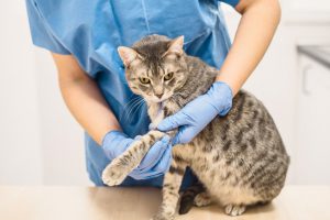 Veterinarian doctor examining the leg of a cat Veterinarian doctor examining the leg of a cat
