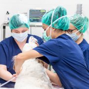 Vets operating on a dog
