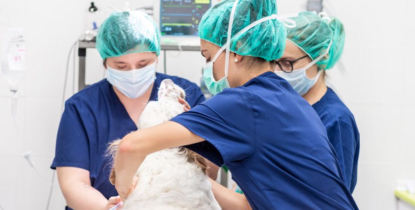 Vets operating on a dog