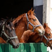 Horses in a barn