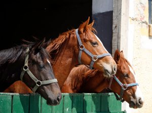 Horses in a barn Horses in a barn