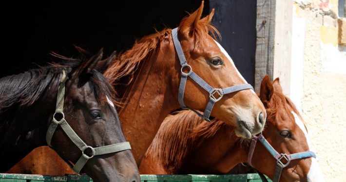 Horses in a barn