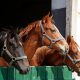 Horses in a barn