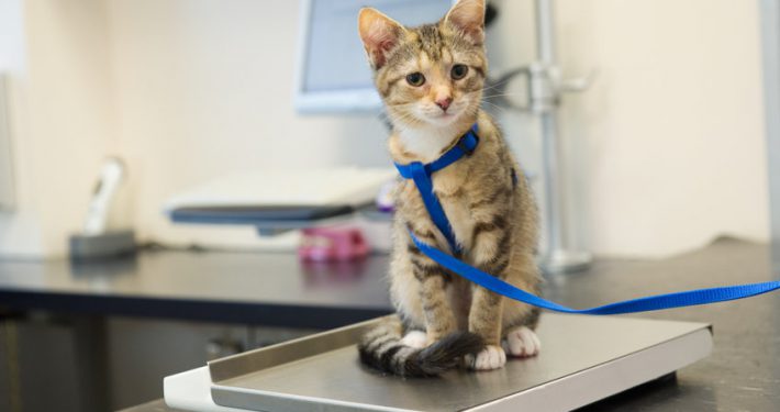 Kitten on weighing scale in veterinary clinic