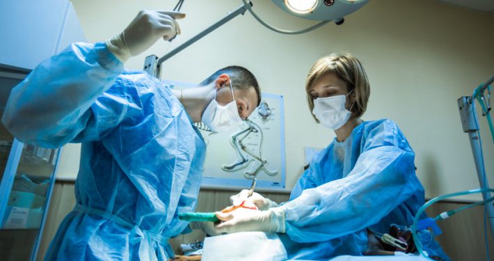 Surgery on the dog in veterinary clinic