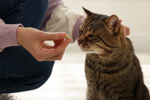 Cat taking tablet pill
