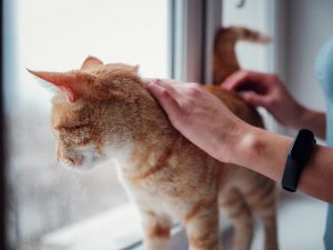 Cat with the owner