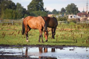 Horses standing near water