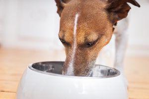 Dog eating