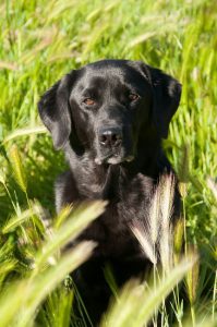 Dog in long grass field