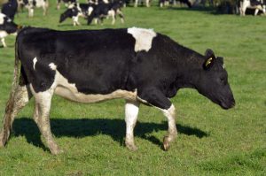 Holstein cow walking in field