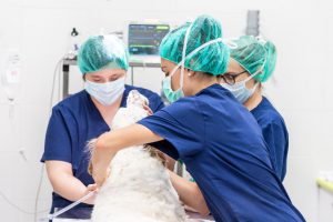 dog in surgery dog in surgery