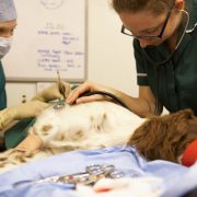 dog under anaesthesia