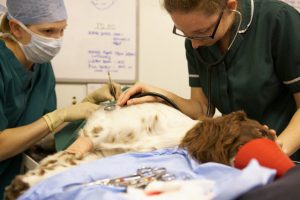 dog under anaesthesia